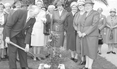 Tree planting to commemorate 50 years of Service by Chelsea Red Cross.  Mayor Cr L Payne, Mrs Payne, Mrs Moore, Mrs Mossenton, Mrs Meier and Mrs Mether [picture].