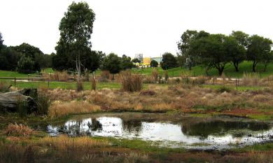 Sir William Fry Reserve, Swamp Pool [picture].