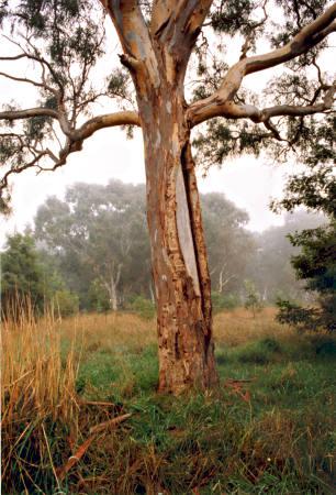 Aboriginal canoe tree at Braeside Park [picture].